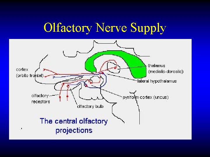 Olfactory Nerve Supply 