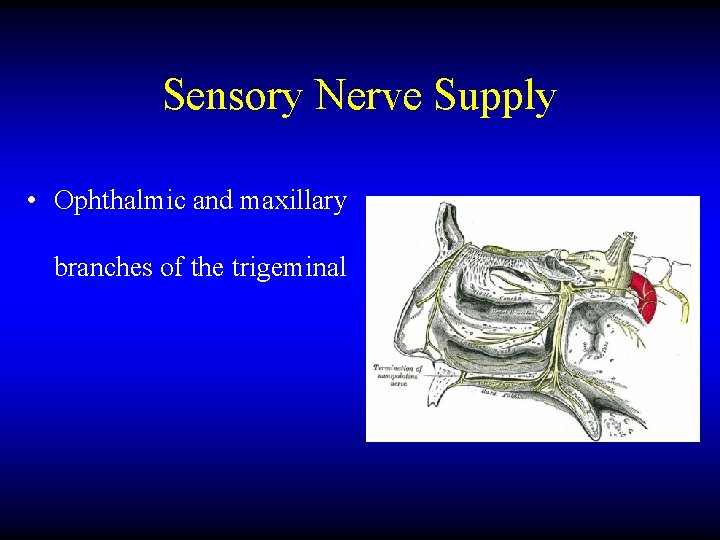 Sensory Nerve Supply • Ophthalmic and maxillary branches of the trigeminal 