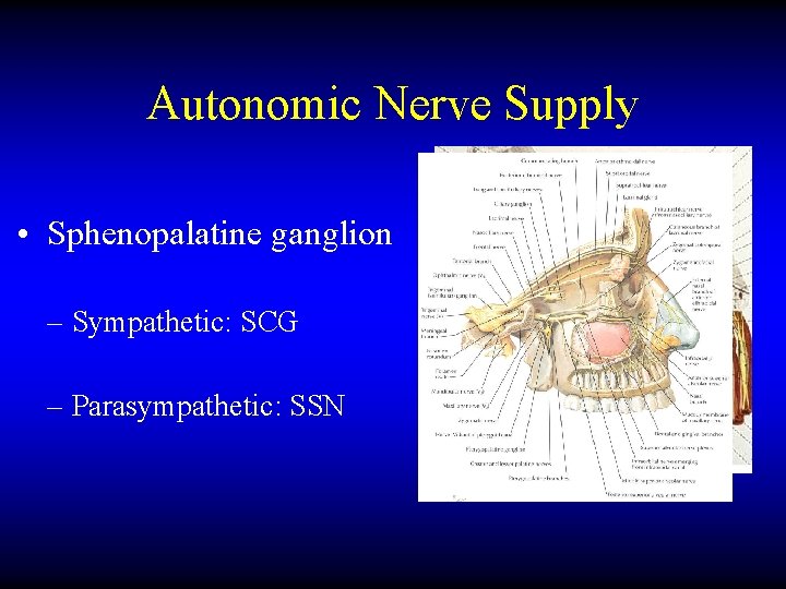 Autonomic Nerve Supply • Sphenopalatine ganglion – Sympathetic: SCG – Parasympathetic: SSN 