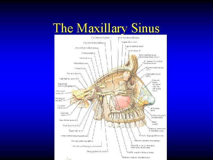 The Maxillary Sinus 
