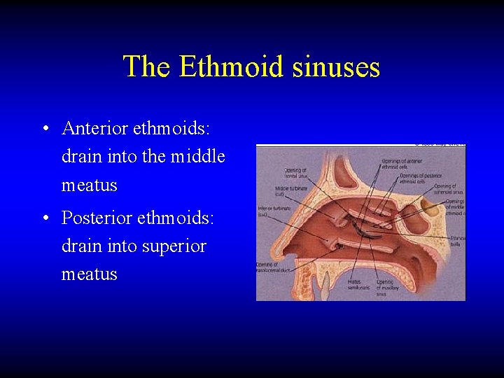 The Ethmoid sinuses • Anterior ethmoids: drain into the middle meatus • Posterior ethmoids: