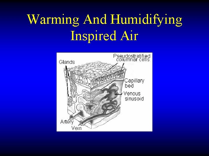 Warming And Humidifying Inspired Air 