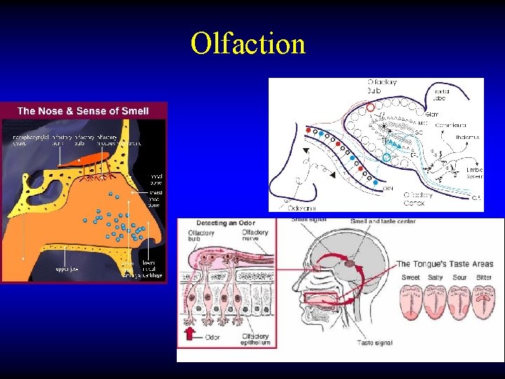 Olfaction 