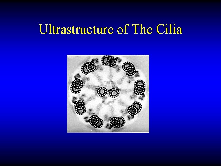 Ultrastructure of The Cilia 