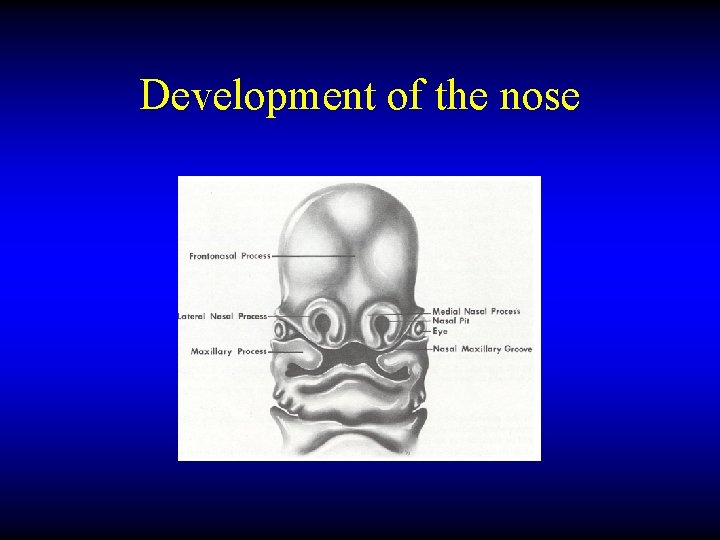 Development of the nose 