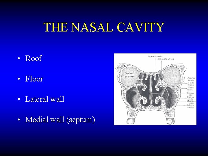 THE NASAL CAVITY • Roof • Floor • Lateral wall • Medial wall (septum)
