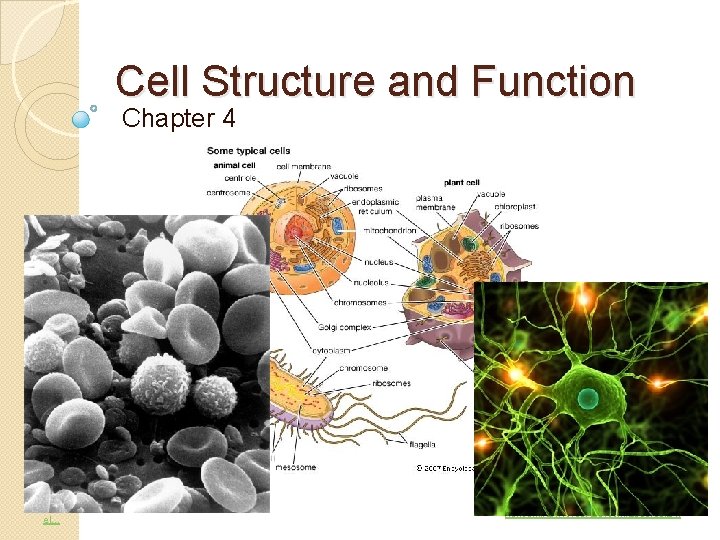 Cell Structure and Function Chapter 4 commons wikimedia