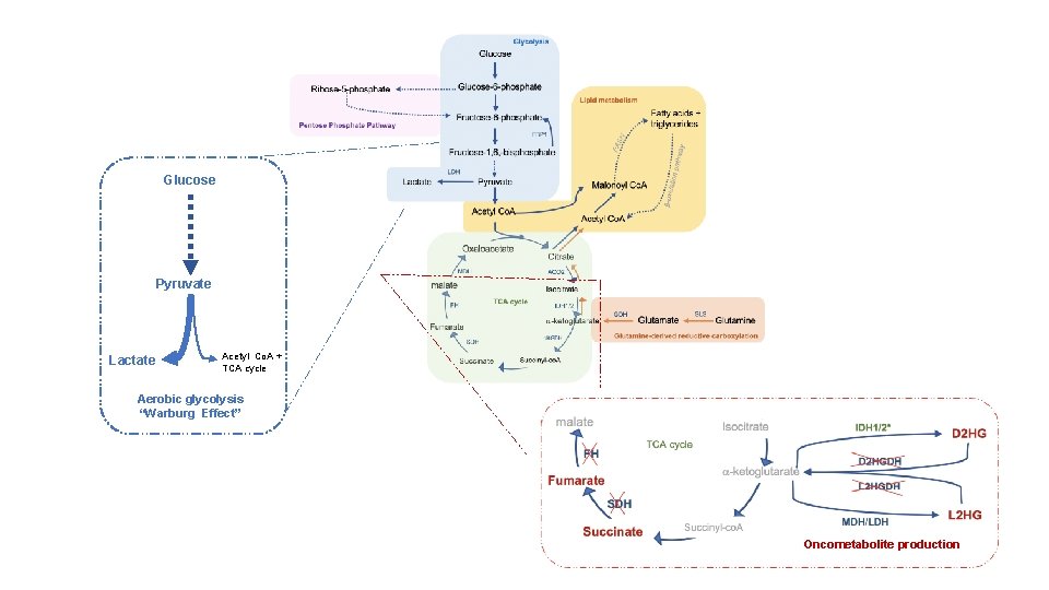 Glucose Pyruvate Lactate Acetyl Co. A + TCA cycle Aerobic glycolysis “Warburg Effect” Oncometabolite