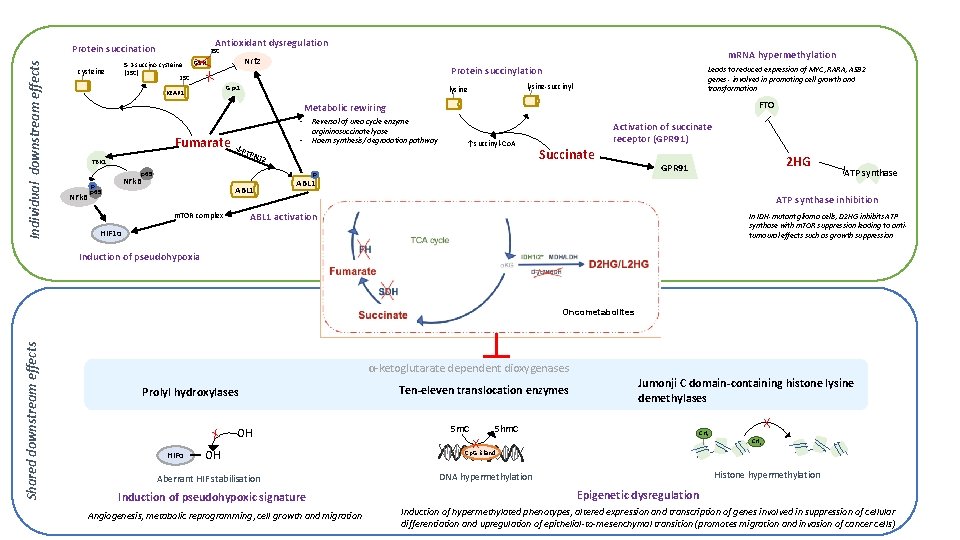 Antioxidant dysregulation Individual downstream effects Protein succination 2 SC cysteine m. RNA hypermethylation Nrf