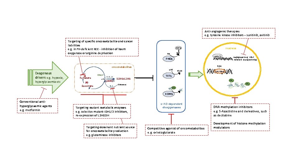 Anti-angiogenic therapies e. g. tyrosine kinase inhibitors – sunitinib, axitinib Targeting of specific oncometabolite