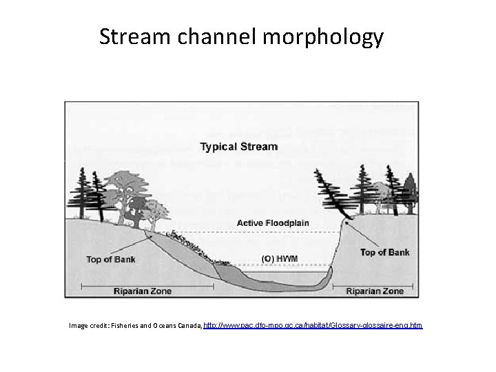 Stream channel morphology Image credit: Fisheries and Oceans Canada, http: //www. pac. dfo-mpo. gc.