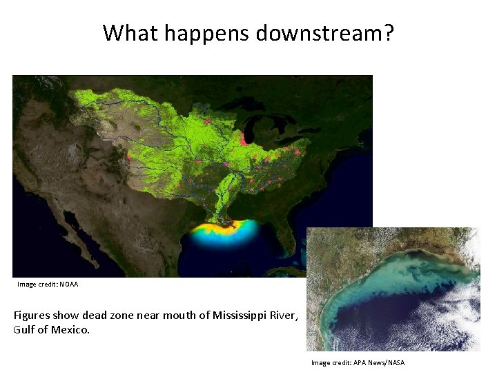What happens downstream? Image credit: NOAA Figures show dead zone near mouth of Mississippi