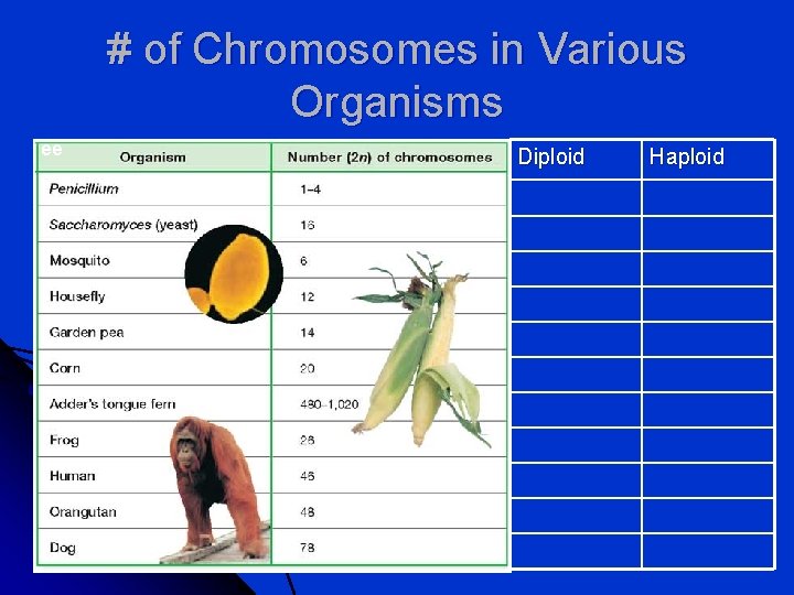 # of Chromosomes in Various Organisms ee Diploid Haploid 