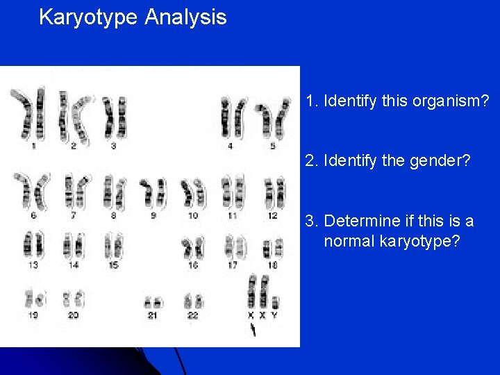 Karyotype Analysis 1. Identify this organism? 2. Identify the gender? 3. Determine if this