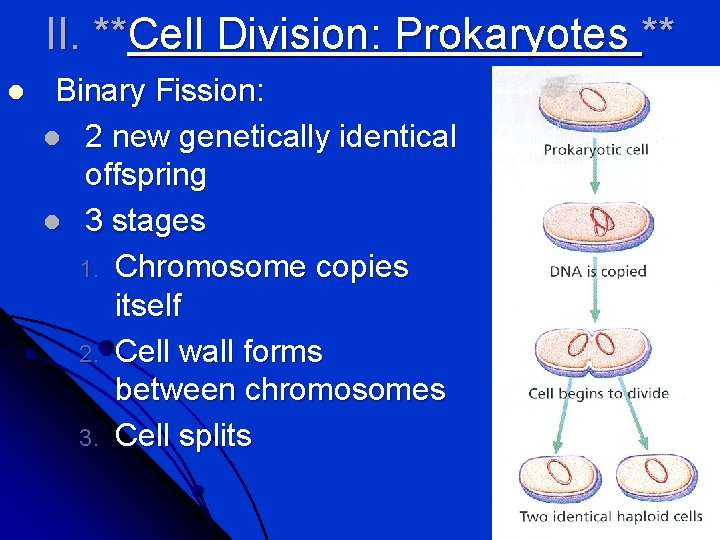 II. **Cell Division: Prokaryotes ** l Binary Fission: l 2 new genetically identical offspring