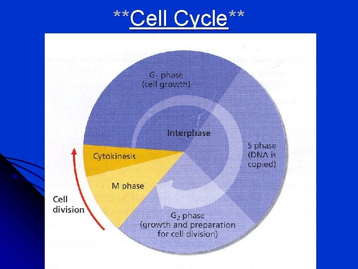 **Cell Cycle** 