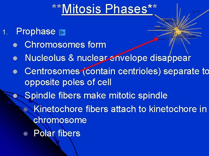 **Mitosis Phases** 1. Prophase l Chromosomes form l Nucleolus & nuclear envelope disappear l