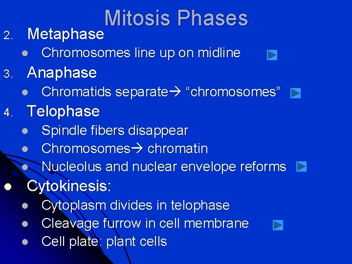 2. Mitosis Phases Metaphase l 3. Anaphase l 4. Chromatids separate “chromosomes” Telophase l