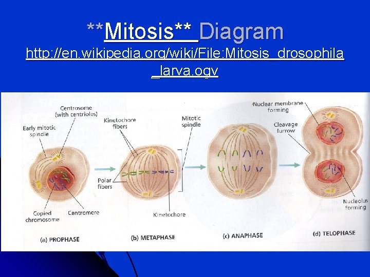 **Mitosis** Diagram http: //en. wikipedia. org/wiki/File: Mitosis_drosophila _larva. ogv 