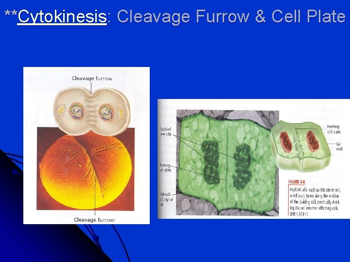 **Cytokinesis: Cleavage Furrow & Cell Plate 