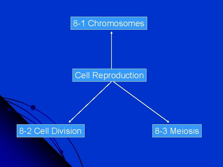 8 -1 Chromosomes Cell Reproduction 8 -2 Cell Division 8 -3 Meiosis 