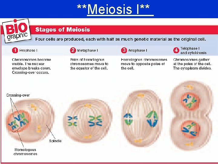 **Meiosis I** 