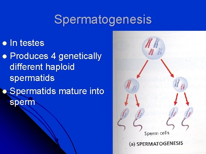 Spermatogenesis In testes l Produces 4 genetically different haploid spermatids l Spermatids mature into