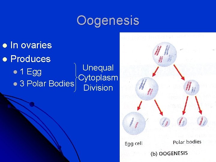 Oogenesis In ovaries l Produces l Unequal l 1 Egg Cytoplasm l 3 Polar