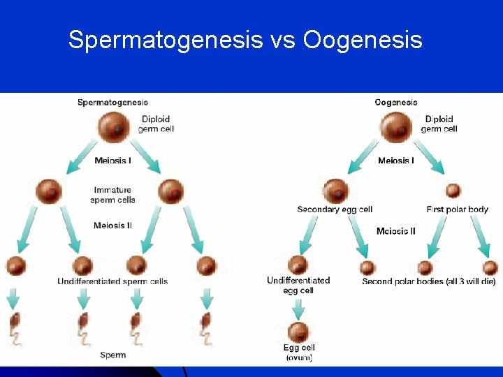 Spermatogenesis vs Oogenesis 