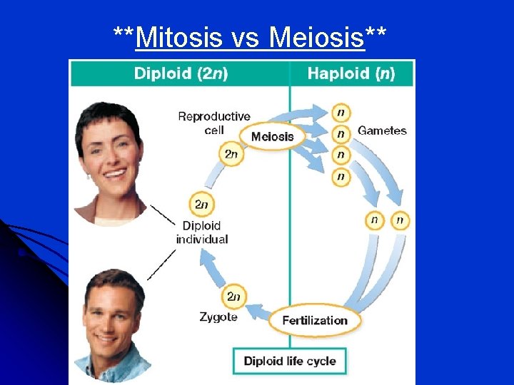 **Mitosis vs Meiosis** 