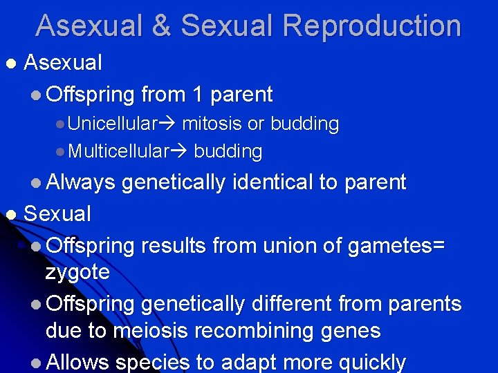 Asexual & Sexual Reproduction l Asexual l Offspring from 1 parent l Unicellular mitosis