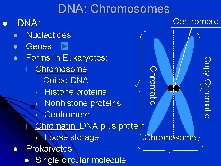 DNA: Chromosomes l Centromere DNA: l l Chromatid l Copy Chromatid l Nucleotides Genes