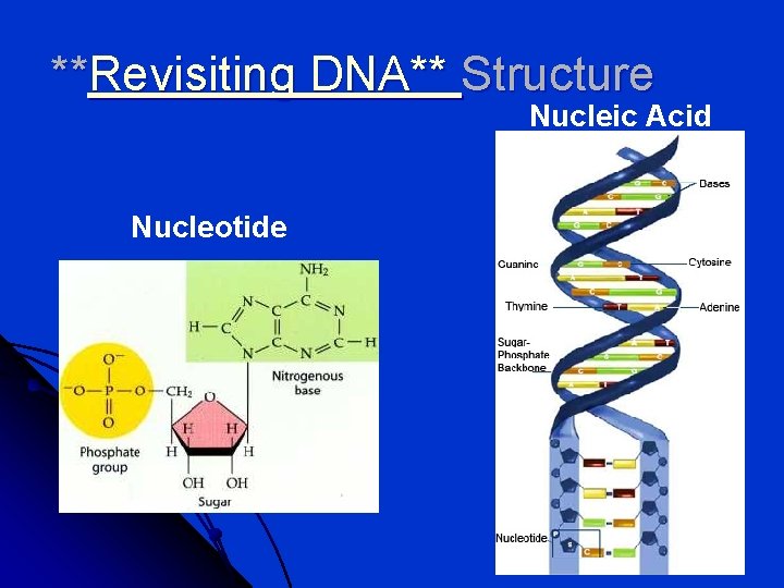 **Revisiting DNA** Structure Nucleic Acid Nucleotide 