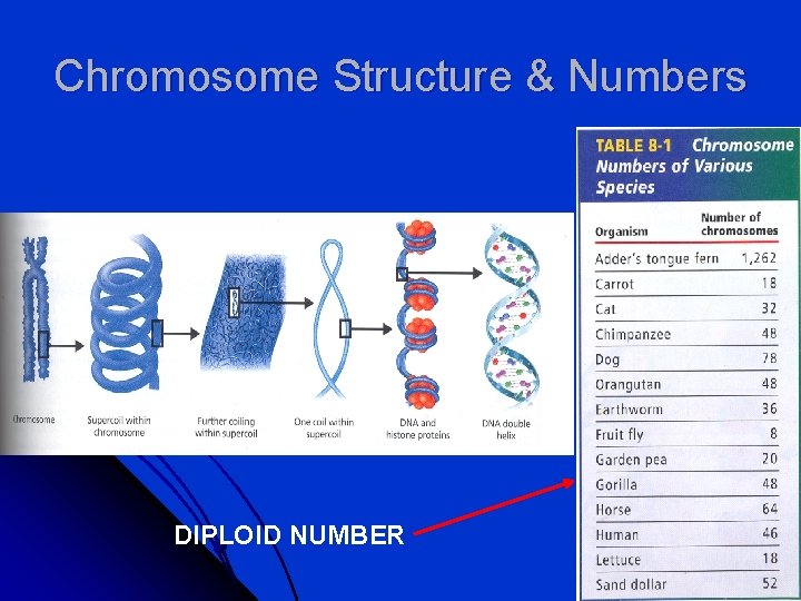 Chromosome Structure & Numbers DIPLOID NUMBER 