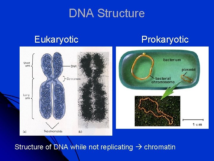 DNA Structure Eukaryotic Prokaryotic Structure of DNA while not replicating chromatin 