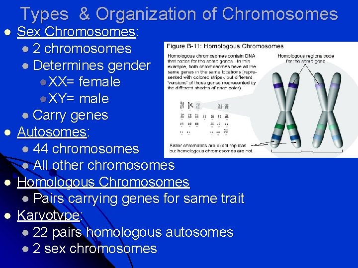 Types & Organization of Chromosomes l l Sex Chromosomes: l 2 chromosomes l Determines