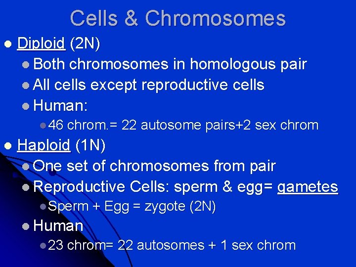 Cells & Chromosomes l Diploid (2 N) l Both chromosomes in homologous pair l