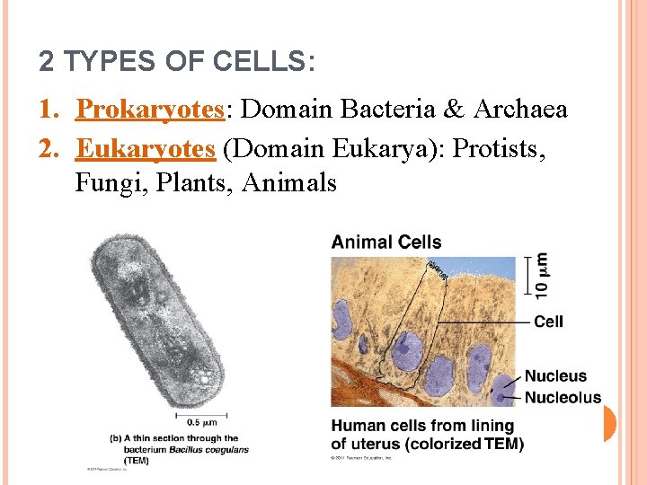 2 TYPES OF CELLS: 1. Prokaryotes: Domain Bacteria & Archaea 2. Eukaryotes (Domain Eukarya):