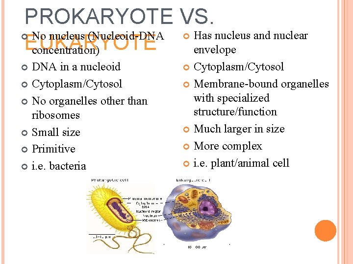 PROKARYOTE VS. Has nucleus and nuclear No nucleus (Nucleoid-DNA EUKARYOTE envelope concentration) DNA in