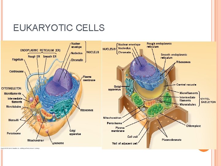 EUKARYOTIC CELLS 