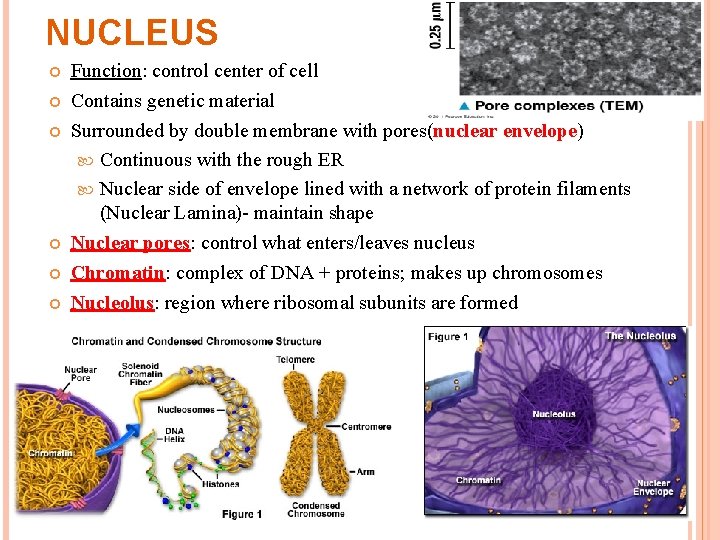 NUCLEUS Function: control center of cell Contains genetic material Surrounded by double membrane with