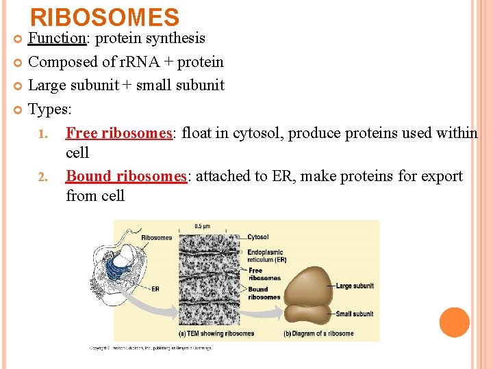 RIBOSOMES Function: protein synthesis Composed of r. RNA + protein Large subunit + small