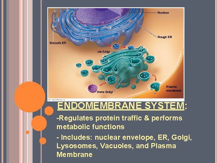 ENDOMEMBRANE SYSTEM: -Regulates protein traffic & performs metabolic functions - Includes: nuclear envelope, ER,