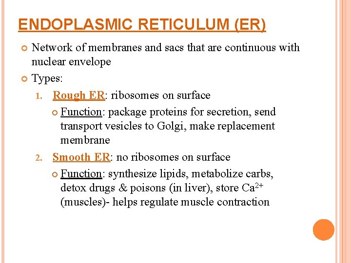 ENDOPLASMIC RETICULUM (ER) Network of membranes and sacs that are continuous with nuclear envelope