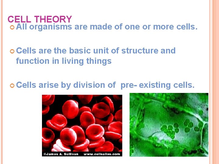 CELL THEORY All organisms are made of one or more cells. Cells are the