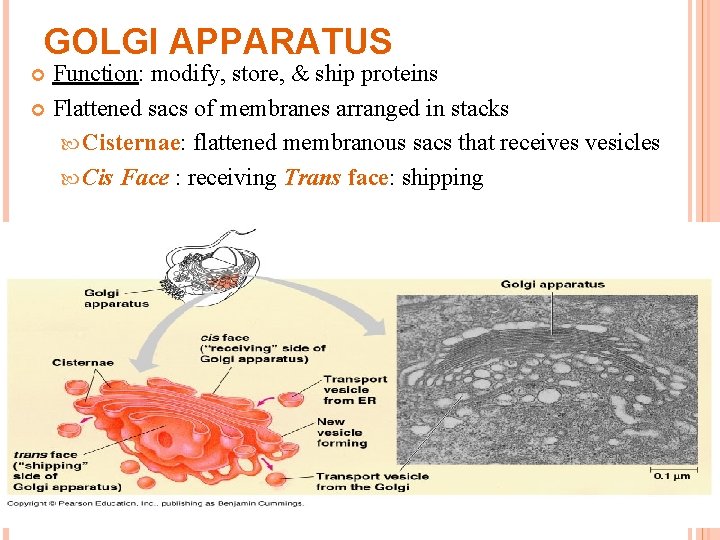 GOLGI APPARATUS Function: modify, store, & ship proteins Flattened sacs of membranes arranged in