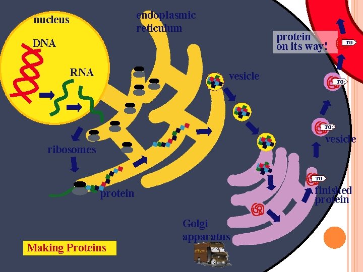 endoplasmic reticulum nucleus protein on its way! DNA RNA vesicle TO: vesicle ribosomes TO: