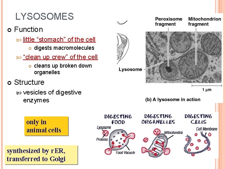 LYSOSOMES Function little “stomach” of the cell digests macromolecules “clean up crew” of the