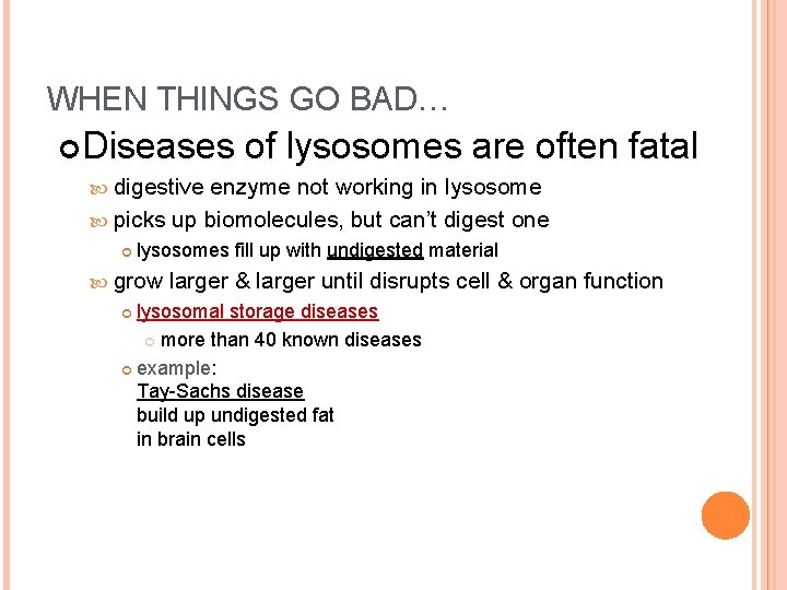 WHEN THINGS GO BAD… Diseases of lysosomes are often fatal digestive enzyme not working