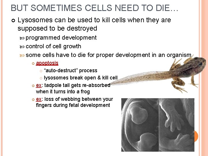 BUT SOMETIMES CELLS NEED TO DIE… Lysosomes can be used to kill cells when
